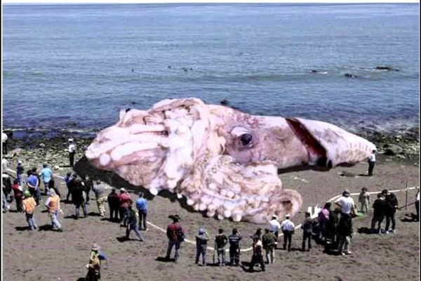 Kraken13 at сайт
