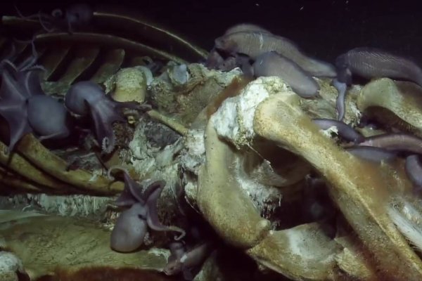 Kraken darknet зеркала кракен обход